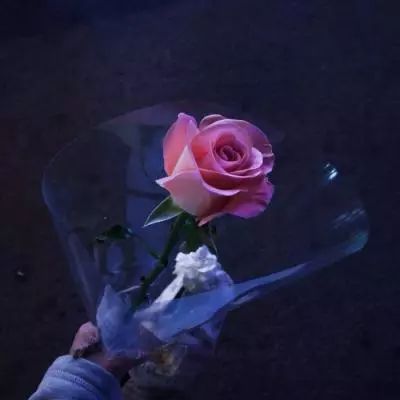 开局召毒狗私服下载